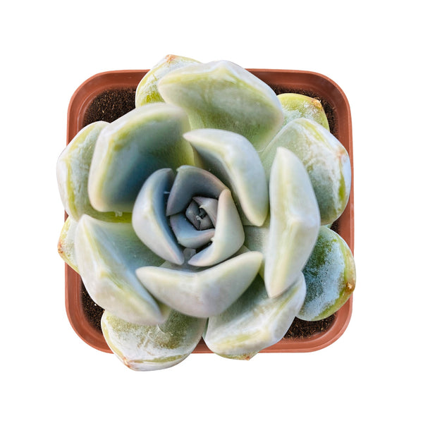 Echeveria 'Snow Bunny'