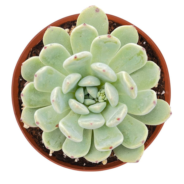 Echeveria 'Biante' (6 inch)