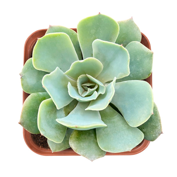 echeveria-blue-curls-1