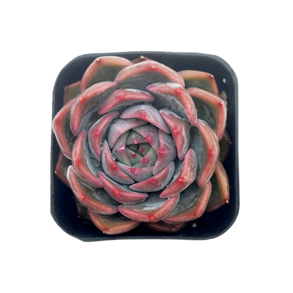 Echeveria Caroline