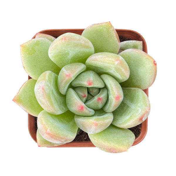 Echeveria 'Champagne'