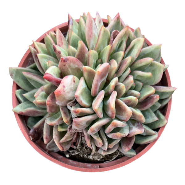 Crested Echeveria 'Champagne' (4 inch)