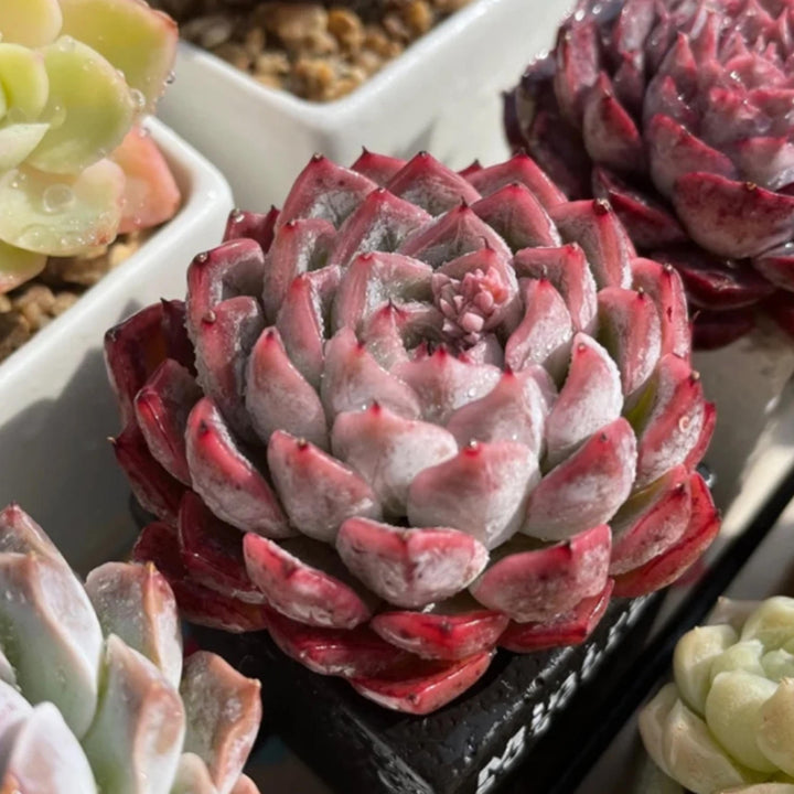 echeveria-dongting-succulent-for-sale