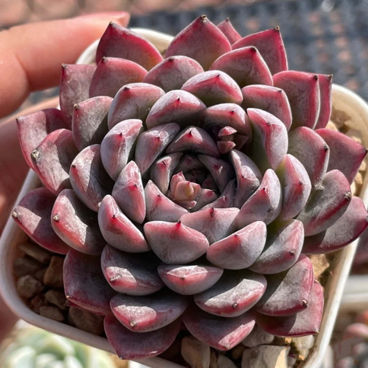 rare-echeveria-succulent-dongting