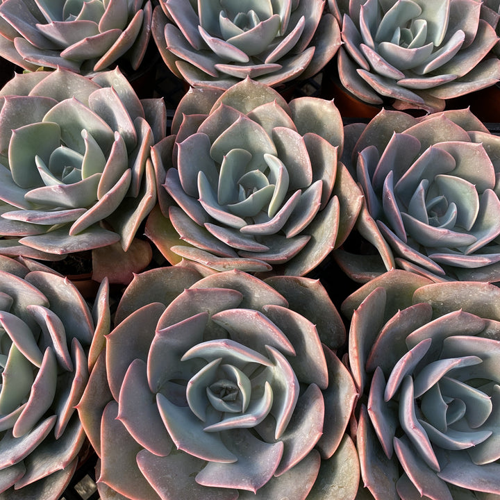 echeveria-dusty-rose-succulent