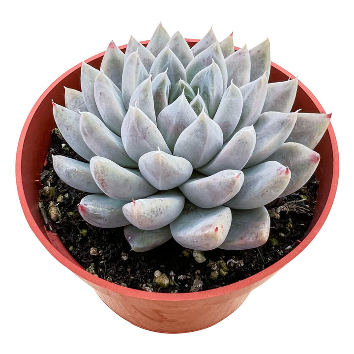 echeveria-nebula-4-inch-for-sale