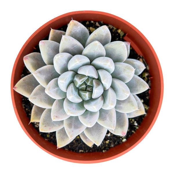 echeveria-nebula-4-inch-for-sale