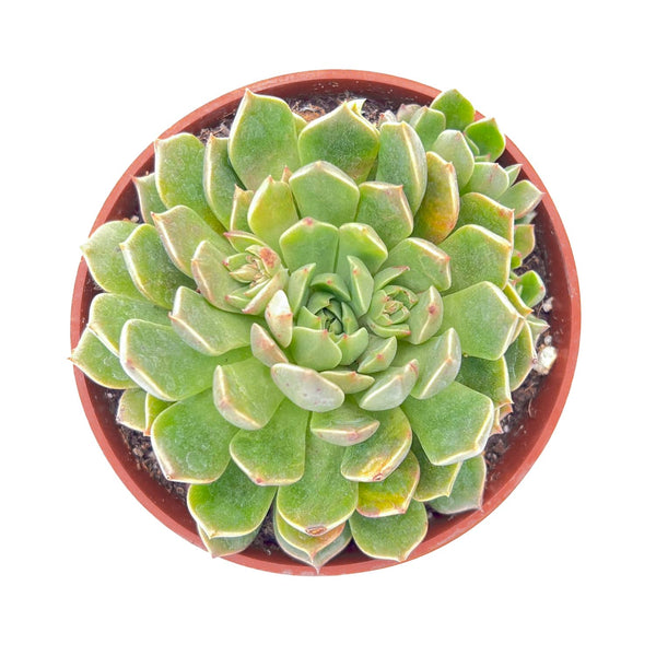 Echeveria Olivia (4 inch)