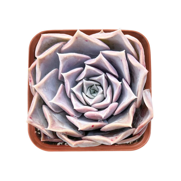 Echeveria Pink Lover