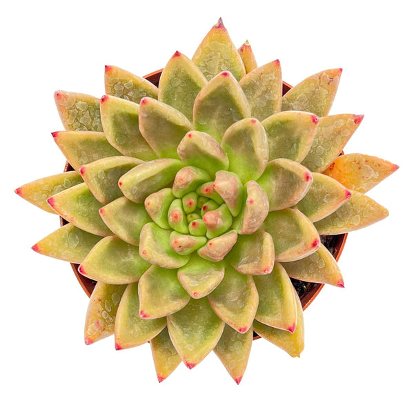 Echeveria Psyche (6 inch)