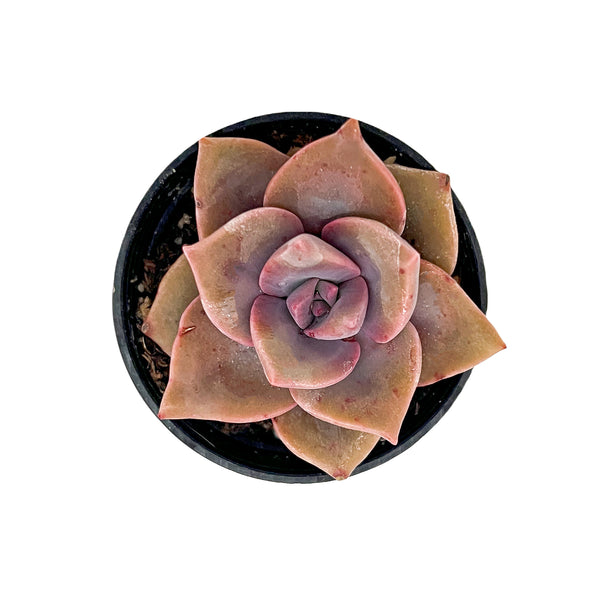 Graptopetalum Rainbow Candy (Rare)