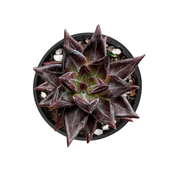 Echeveria The Next Gardener Red Soul