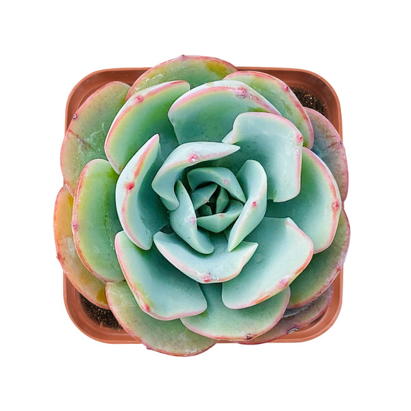 Echeveria 'Atlantis'