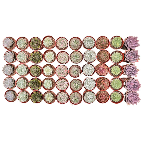 50 Assorted Succulents Set (4 inch)