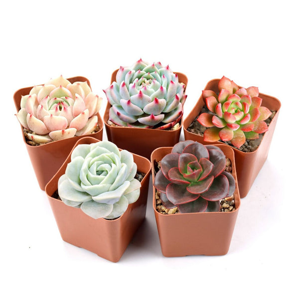 5 Assorted Rosettes for Beginners (5 Varieties)