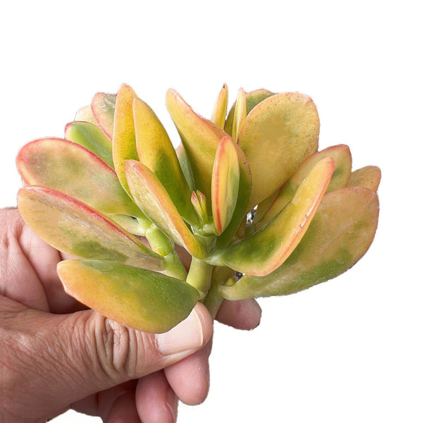 Crassula Ovata Hummel Sunset/Golden Jade Plant Cuttings