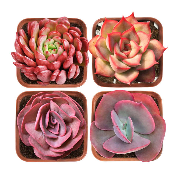 Red Succulent Set (Fixed Varieties)