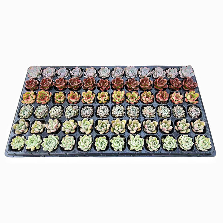 rosette-succulent-plug-tray