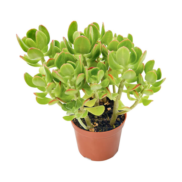 Sedum Dendroideum (Tree Stonecrop) (4 inch)