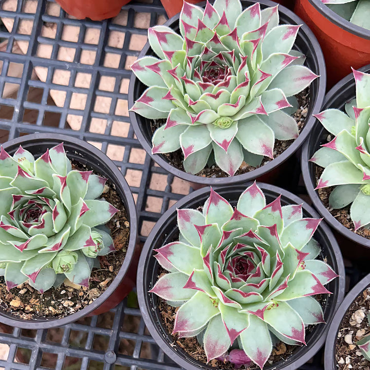 Sempervivum 'Lady's Nail' / Sempervivum Chick Charms Mint Marvel (4 inch)