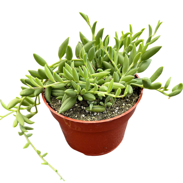 String of Bananas / Senecio Radicans (4 inch)