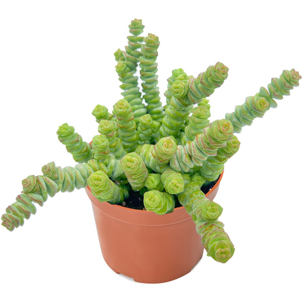 Crassula 'Baby's Necklace' (4 inch)