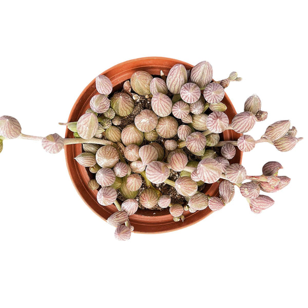 String of Watermelons / Senecio Herreanus (4 inch)