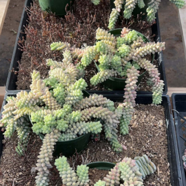 Sedum Morganianum/ Burro's tail (6 inch)