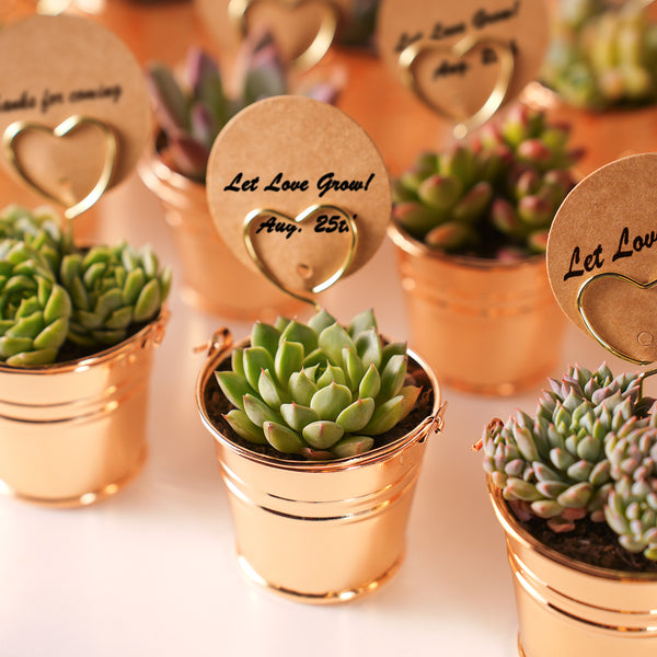 Champagne Gold Metal  Bucket Succulent Favors (Tag Custom Supported)