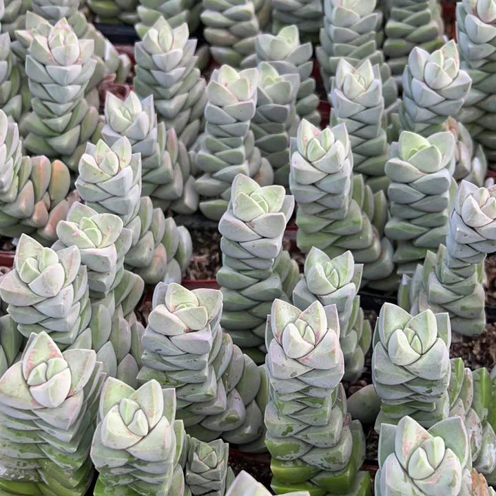 succulents-plants-crassula-moonglow