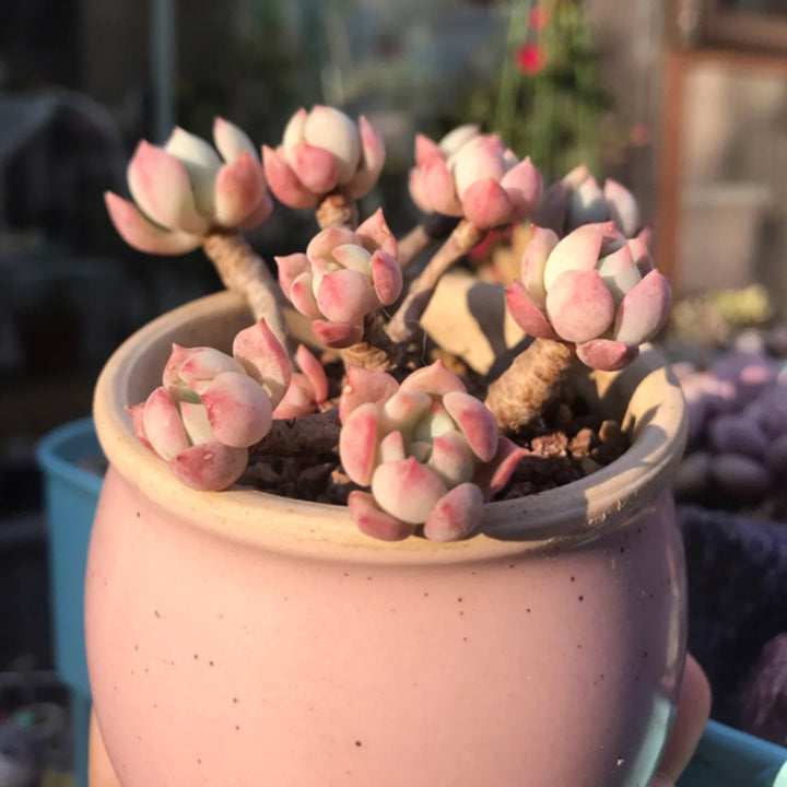 x-graptoveria-a-grim-one-cluster-succulent