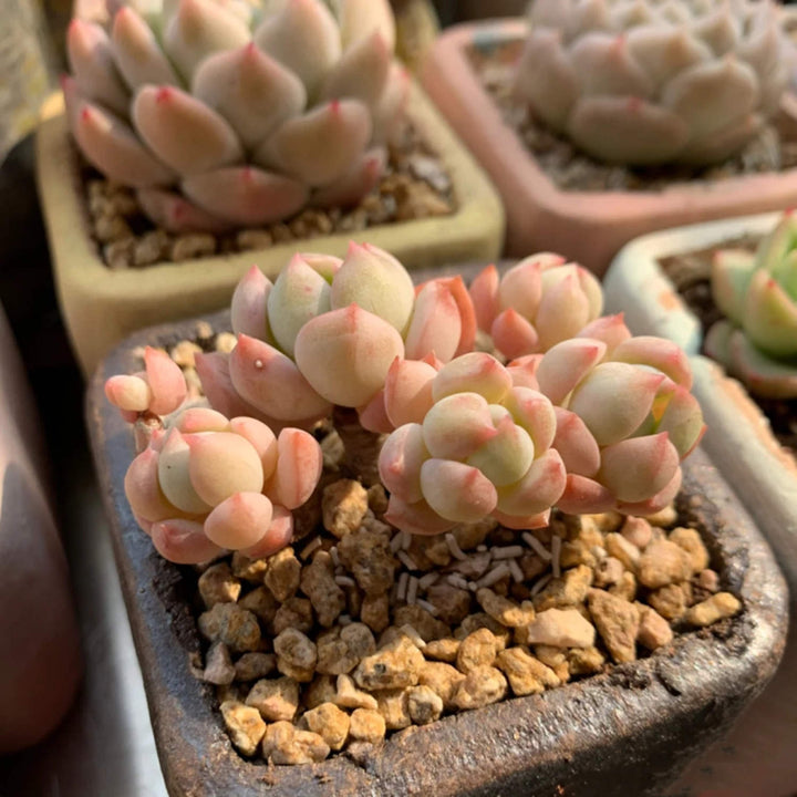 x-graptoveria-a-grim-one-pink-succulent