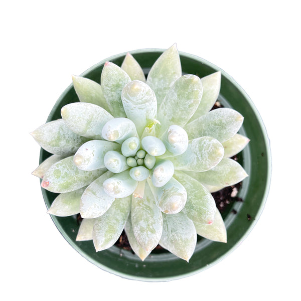x Pachyveria 'Angel's Finger' (4 inch)