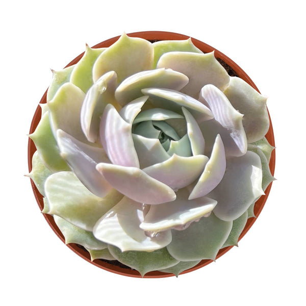 Echeveria 'Lola' (6 inch)