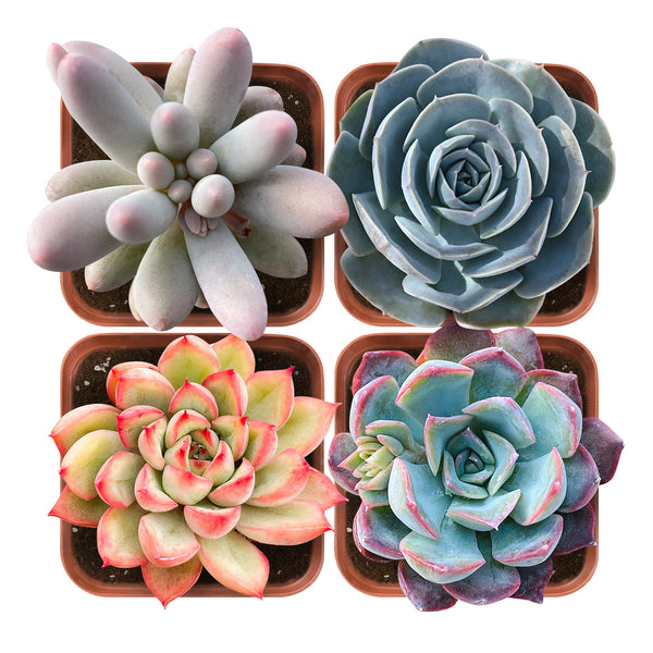 Succulent Set #2 (Fixed Varieties)