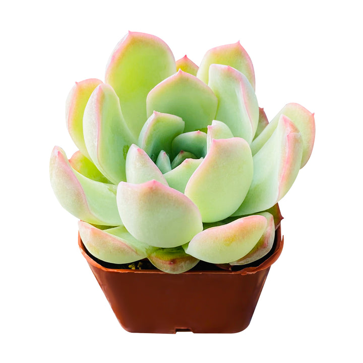 Echeveria 'Suryeon'