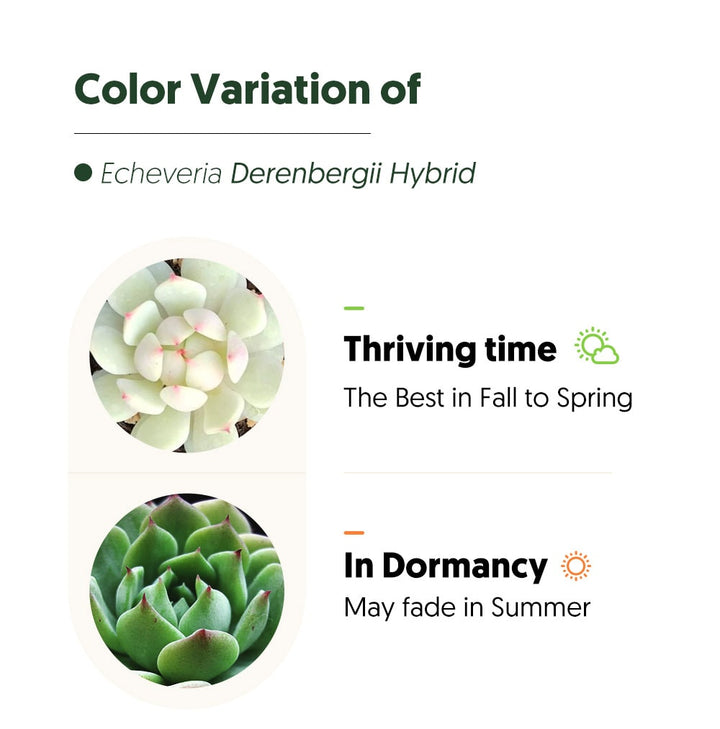 echeveria-derenbergii-hybrid