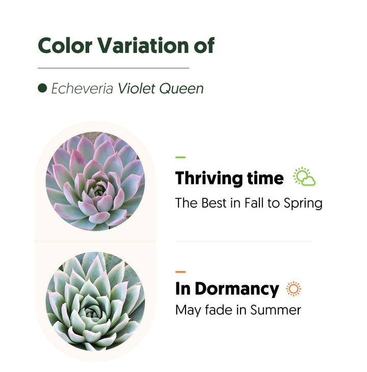 how-to-care-for-echeveria-violet-queen