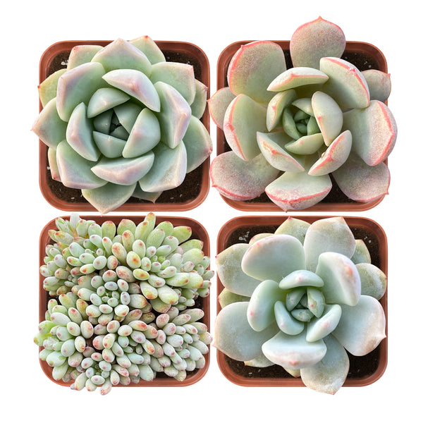 Succulent Set #3 (Fixed Varieties)