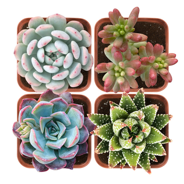 Succulent Set #5 (Fixed Varieties)