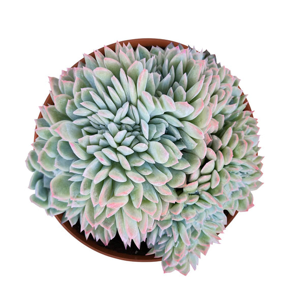 Crested Echeveria 'Suryeon' (6 inch)