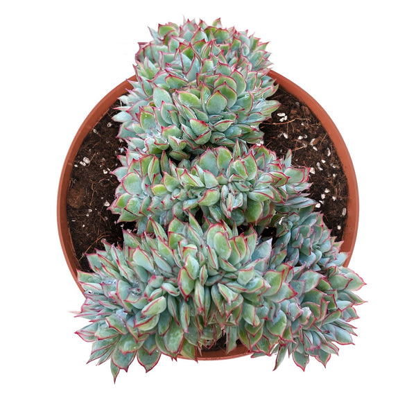 Crested Echeveria Moon Gad Varnish (6 inch)