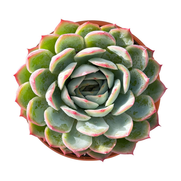 Echeveria 'Silhouette' (6 inch)