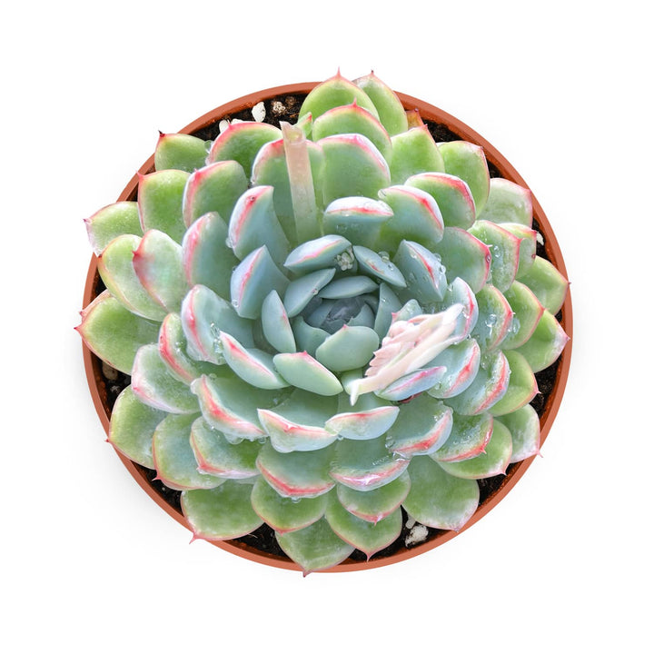 Echeveria Elegans Raspberry Ice (4 inch)