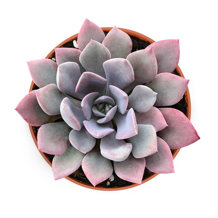 x Graptoveria 'Debbi' (4 inch)