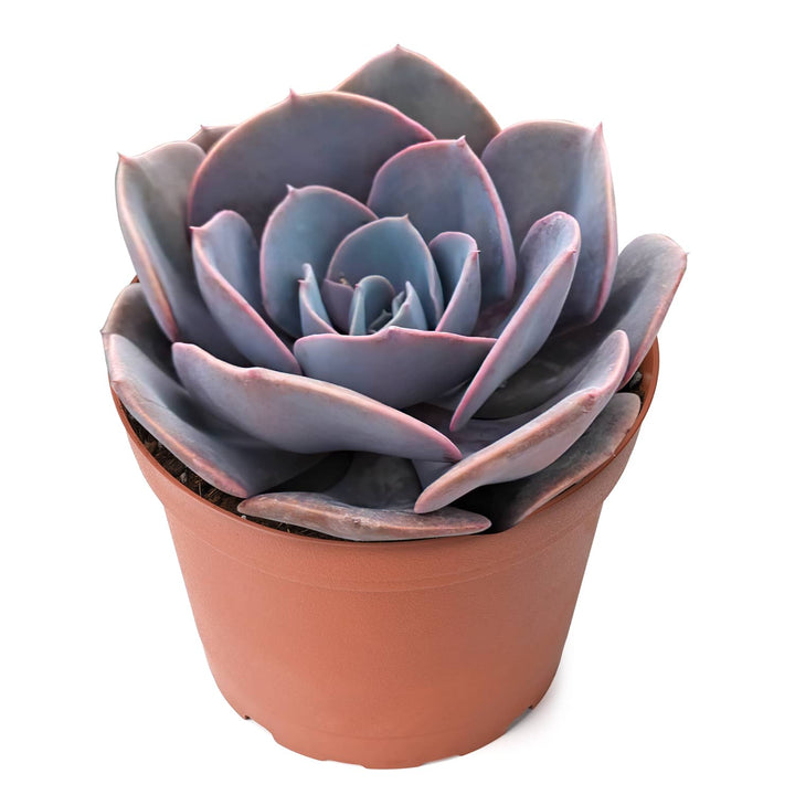 echeveria-dusty-rose-succulent