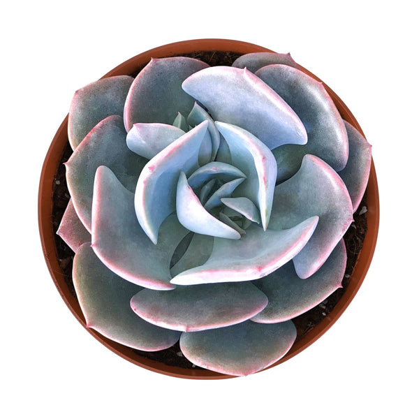 echeveria-dusty-rose-succulent