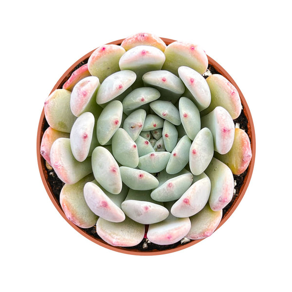 Echeveria 'Biante' (4 inch)