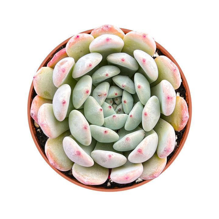 Echeveria 'Biante' (4 inch)