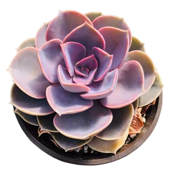 Echeveria 'Perle von Nürnberg' (4 inch)